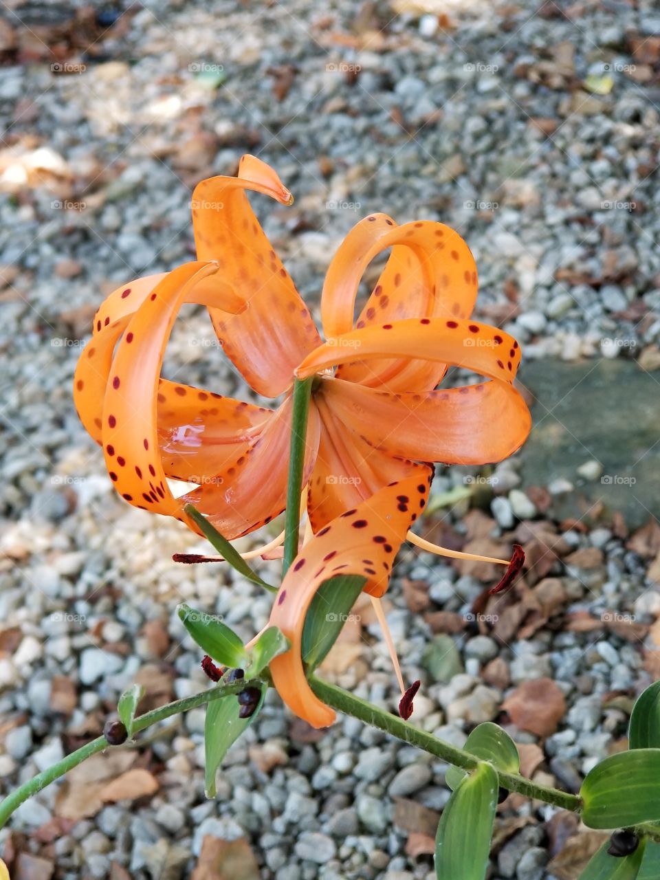 tiger lily with water drops
