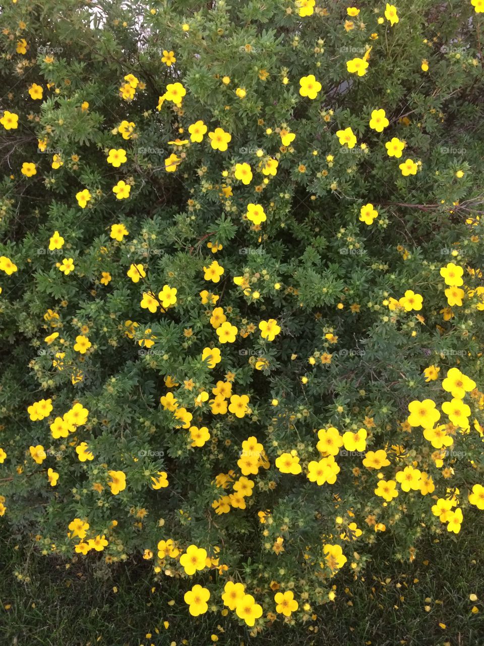 Yellow bush 
