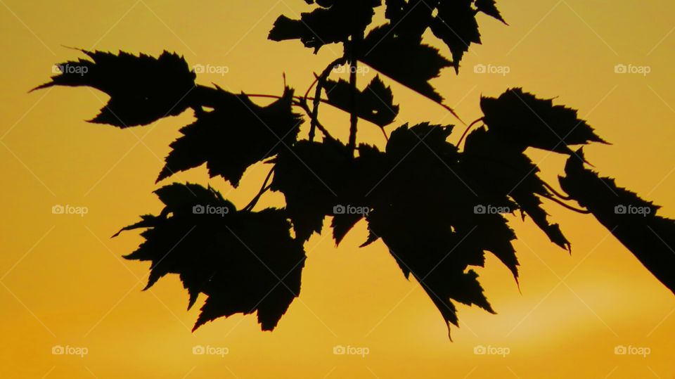 Silhouette of leaves from sunset