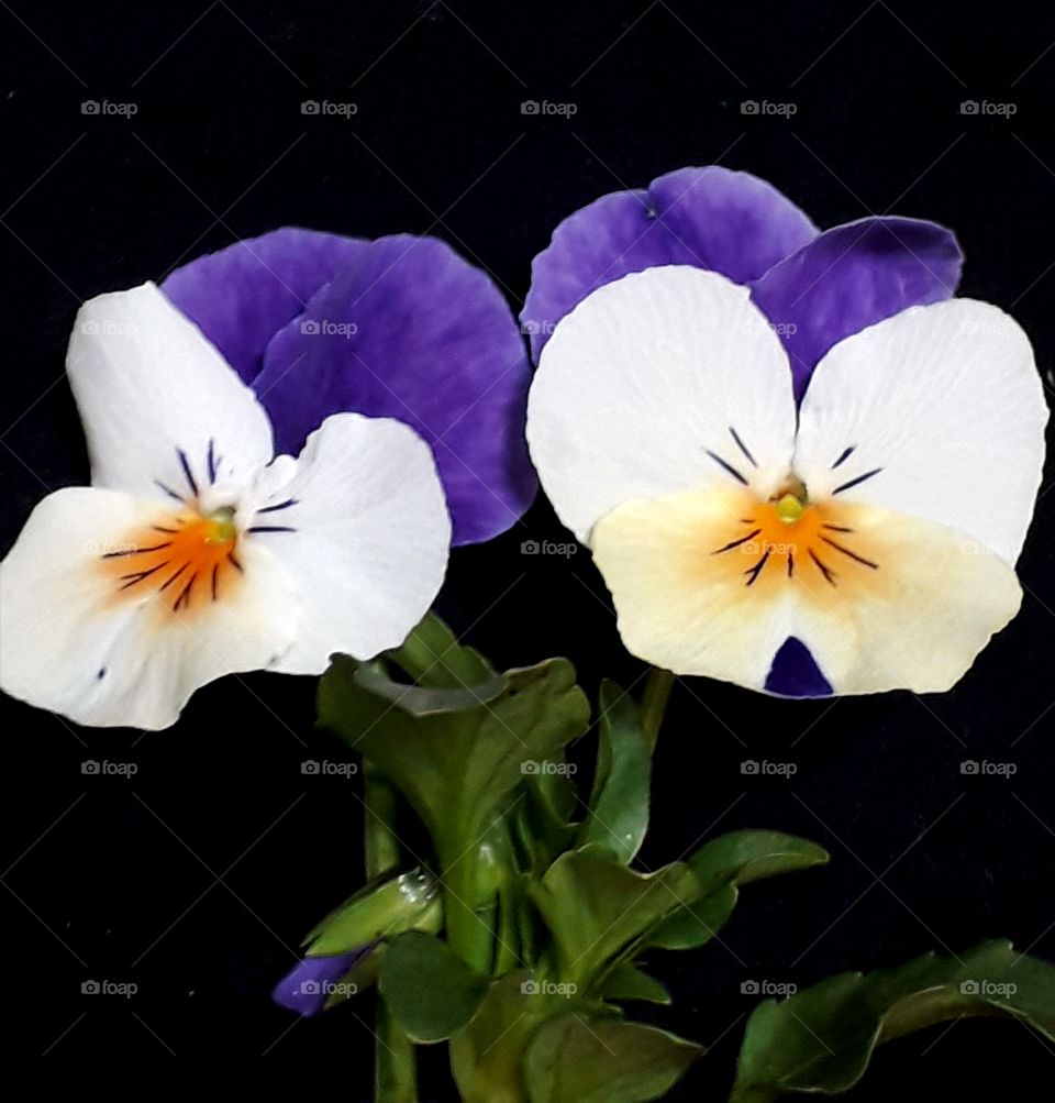 Beautiful violets are on the black background with leaves.