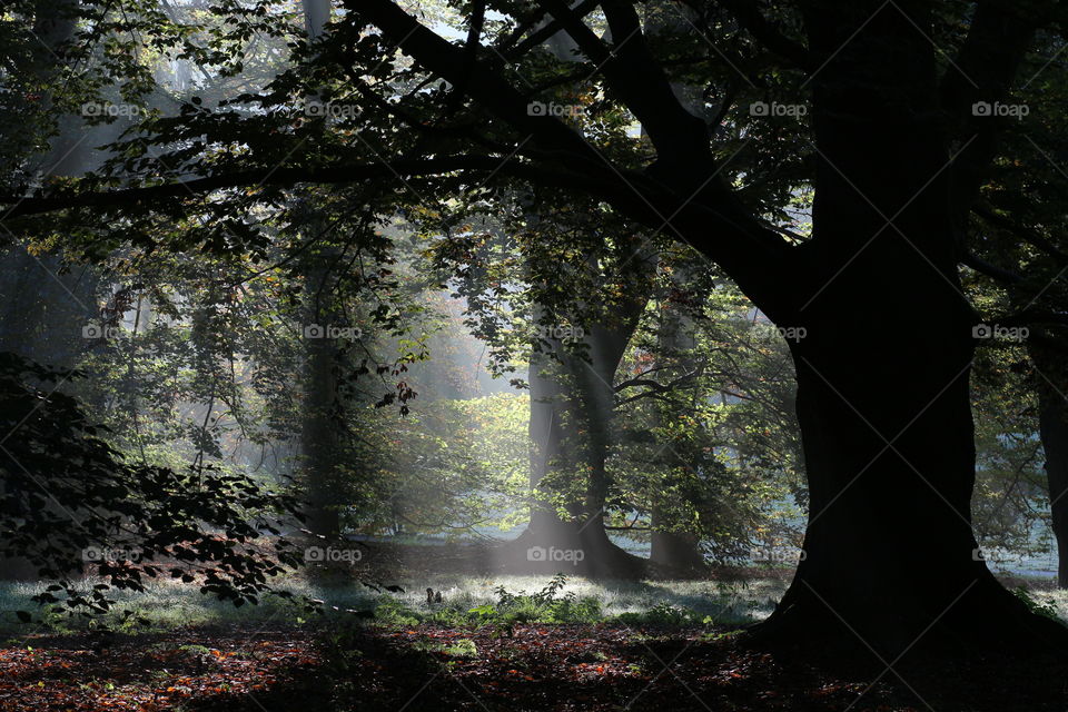 Dark forest