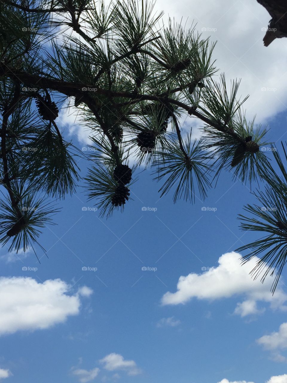 Low angle view of tree branch and sky