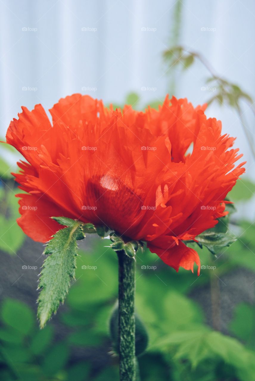 Close-up of flower