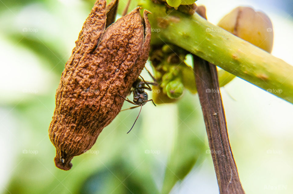 Close-up of ant on plant