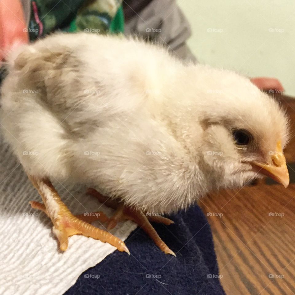 Pet chick 