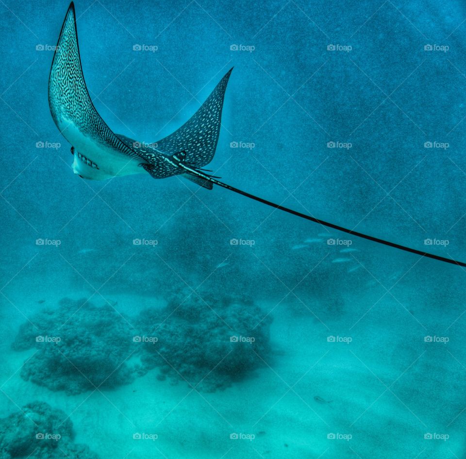 spotted eagle ray