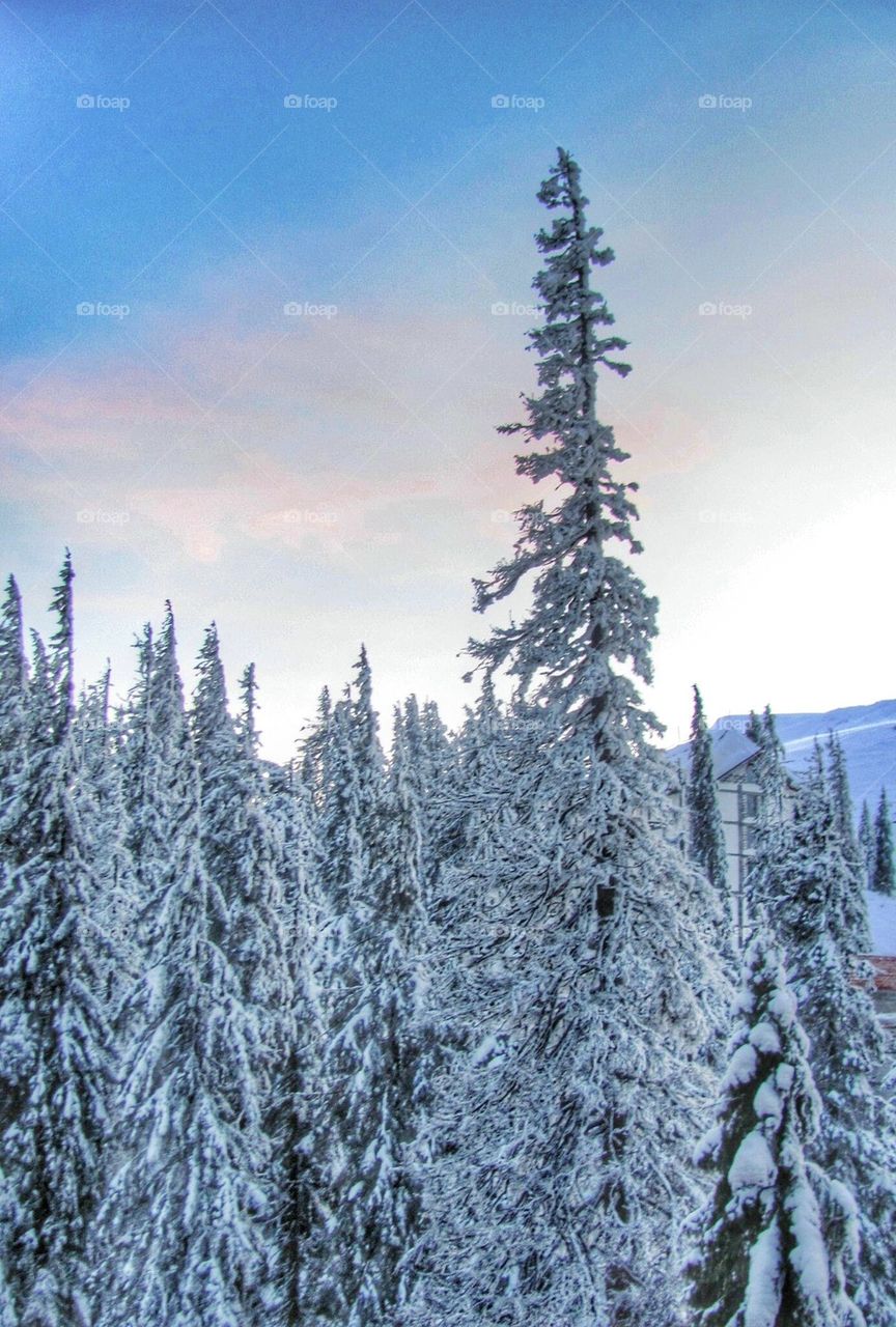 Trees in snow