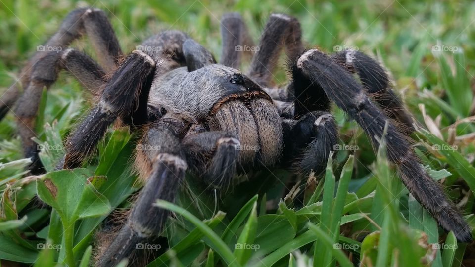 Big scary and hairy spider on th lawn hunting for food