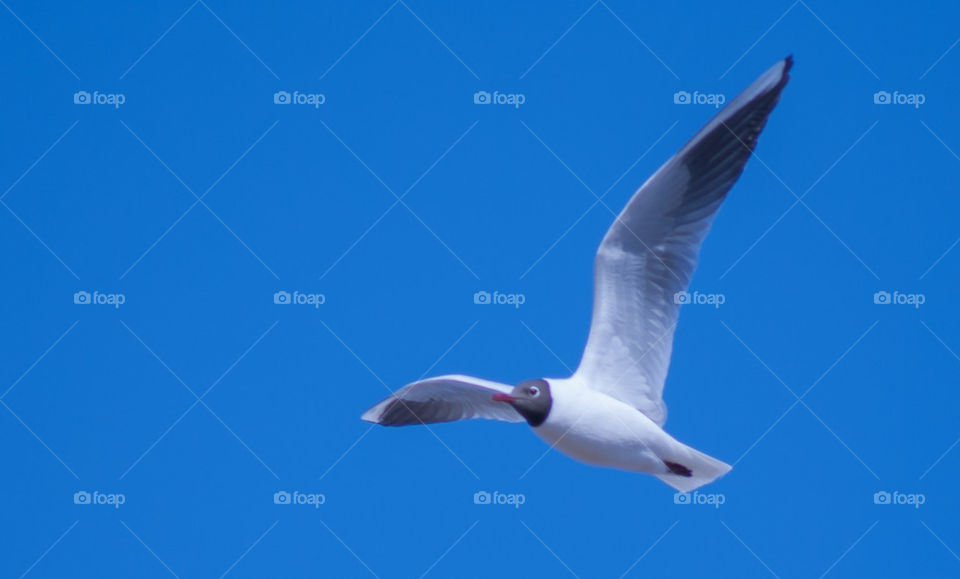 sky flying bird by anrool