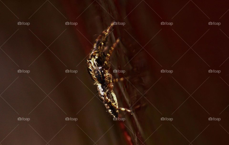 My jumping spider showing off its alpinist skills.