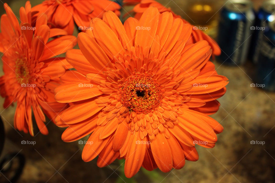 pretty flower orange beautiful by dsturge26