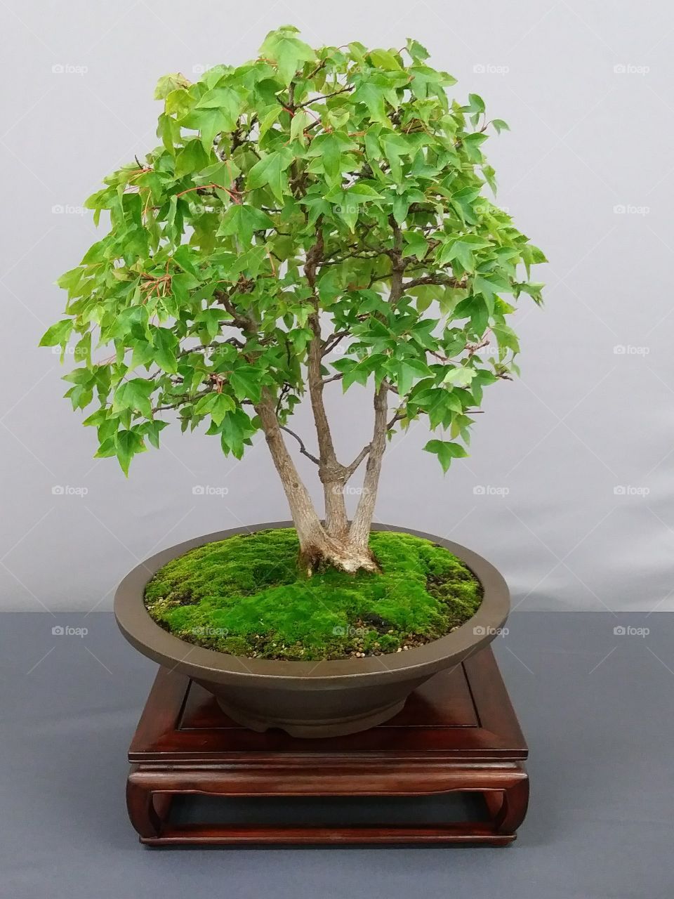 Bonsai maple tree