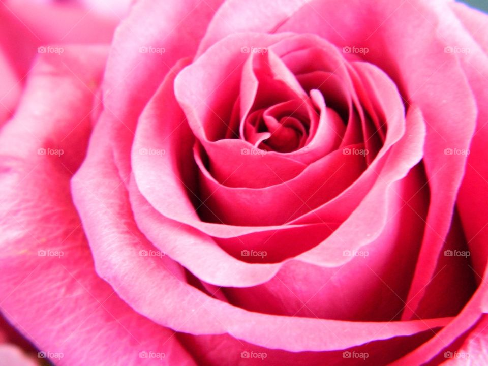 Perfect pink rose
