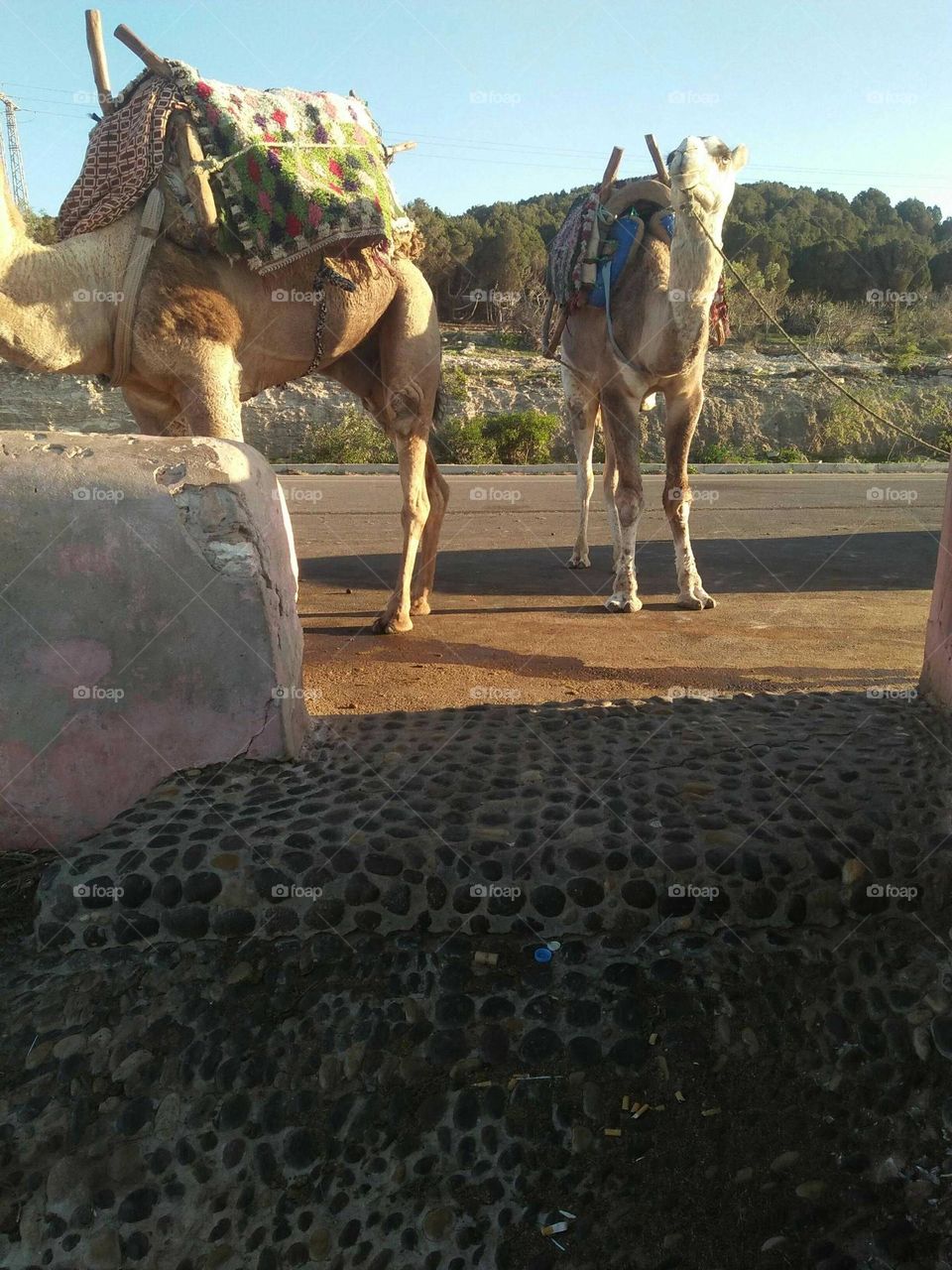 Beautiful camel looking at my camera