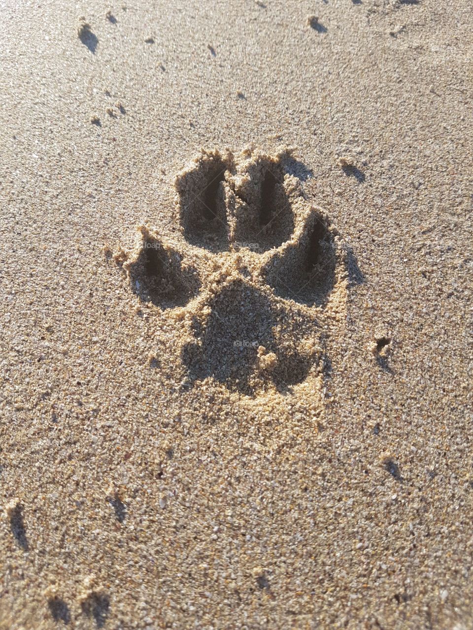animal print on sand