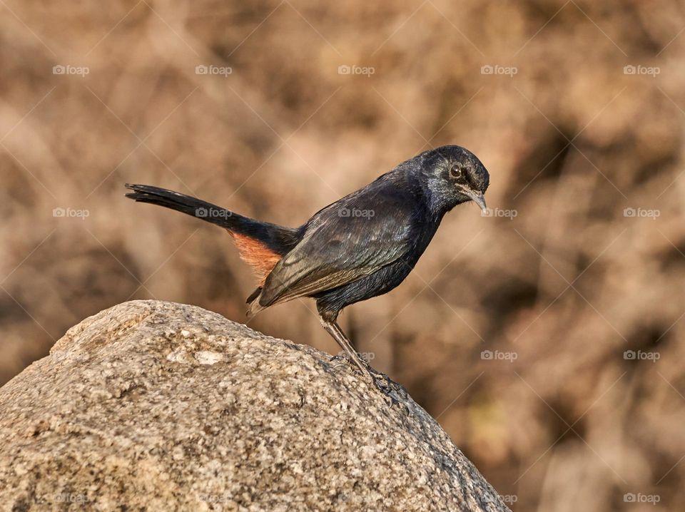 Bird photography - Indian Robin - the look of the bird toward the camera made a glimmering moment 