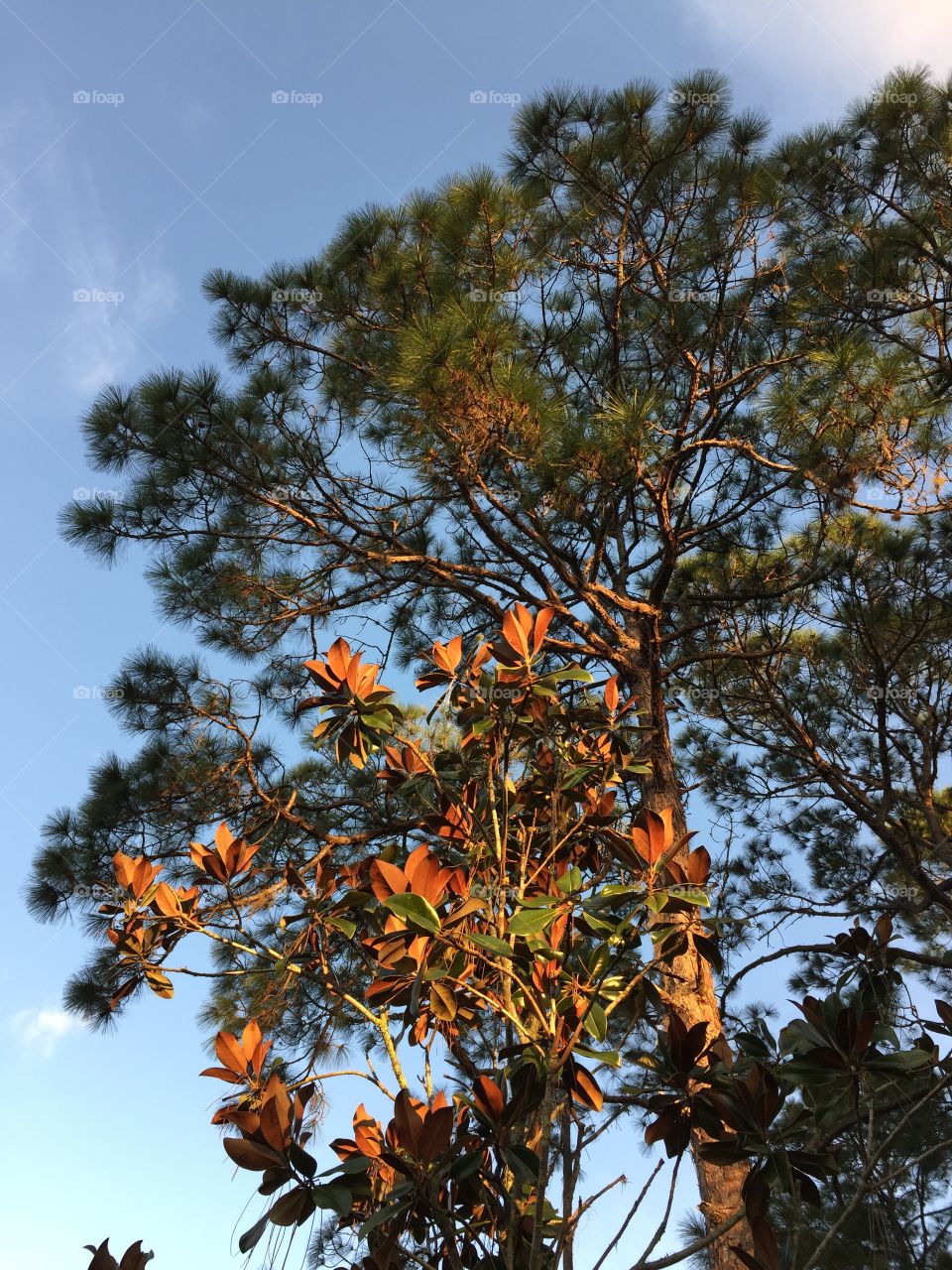 Tree in the golden hour. Looking up at a tree in the golden hour.