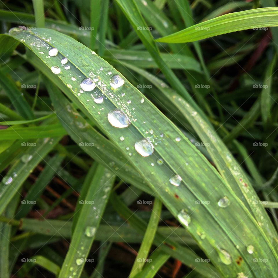 Water droplets on a blade of grass
