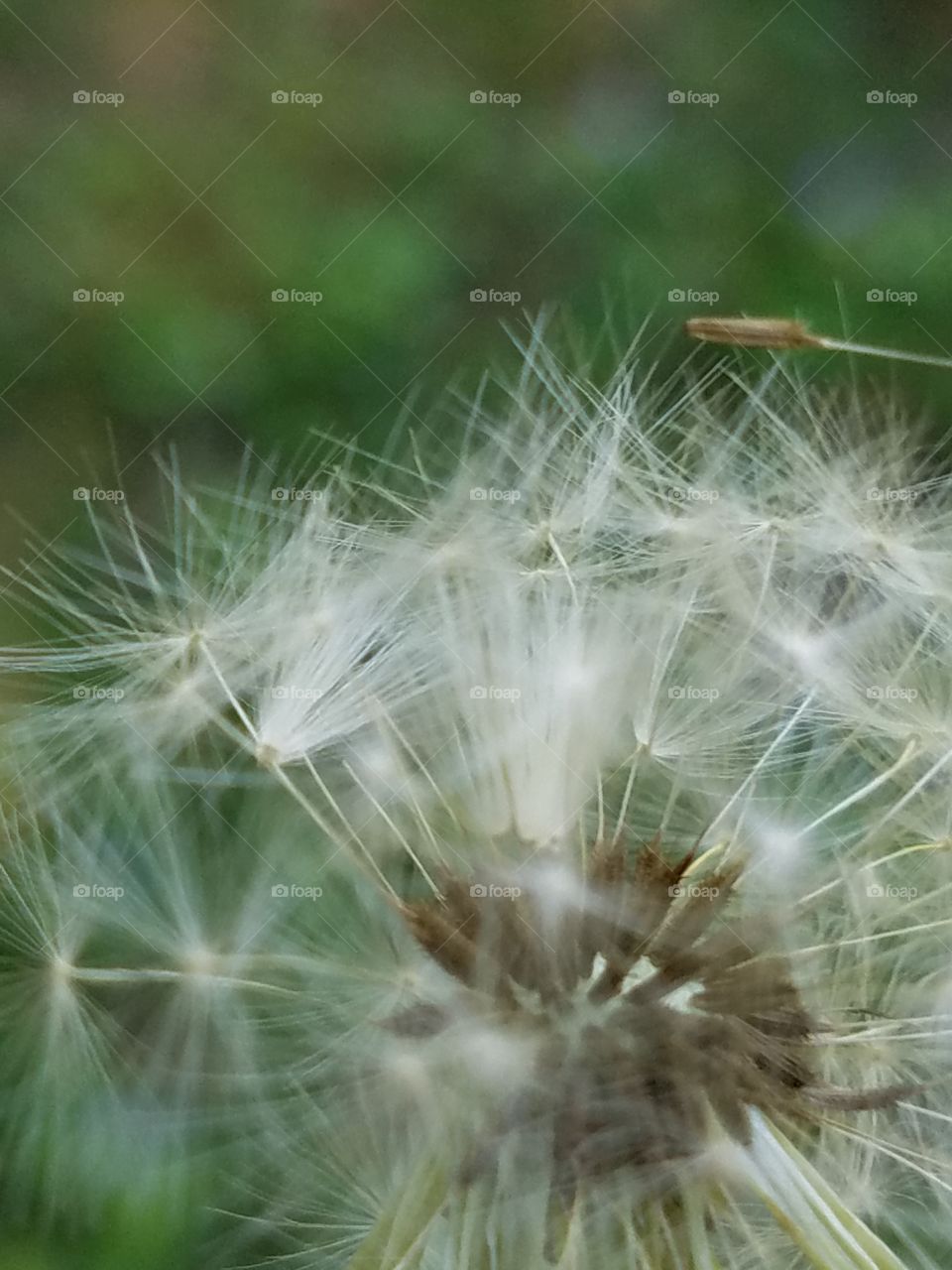 Dandelion