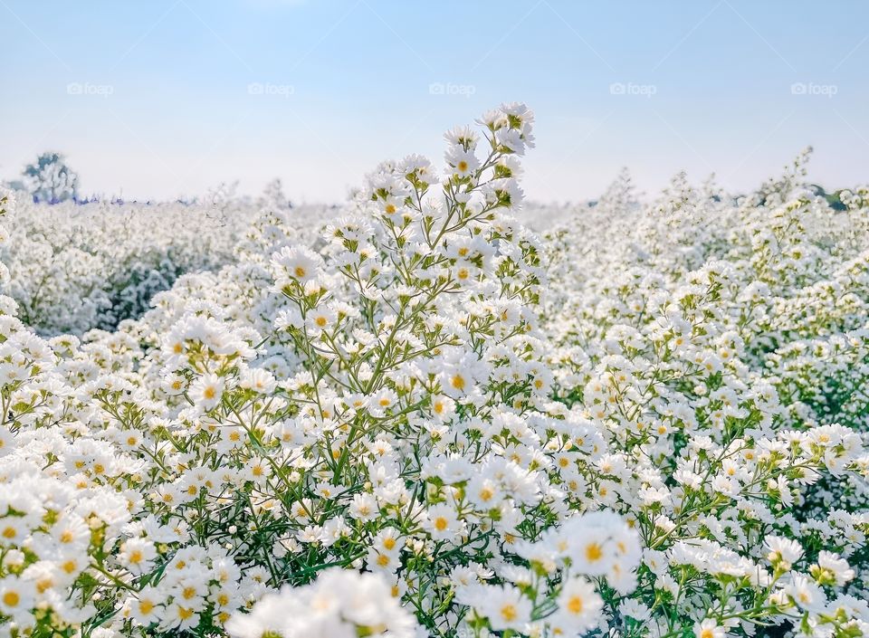 white camomile garden