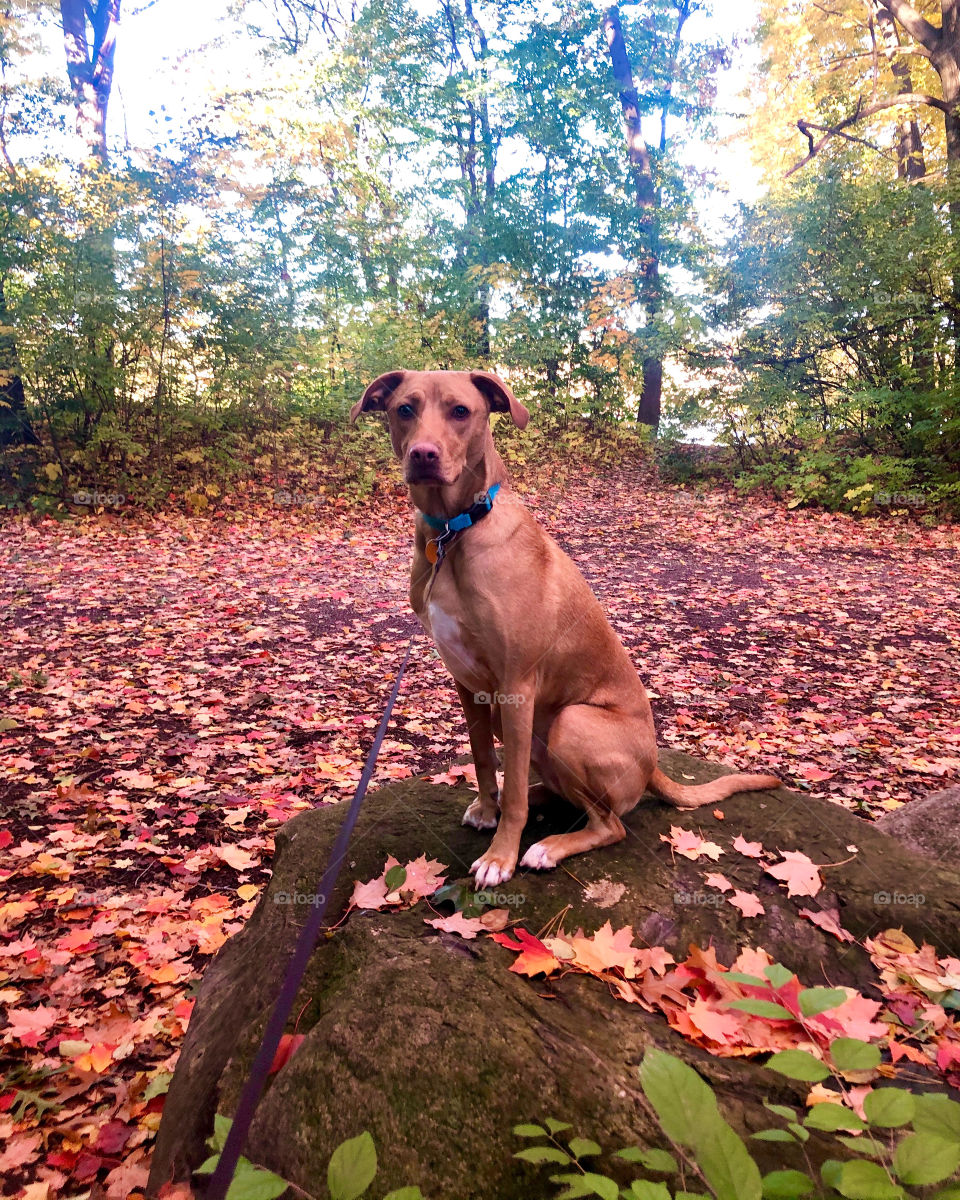 Fall dog