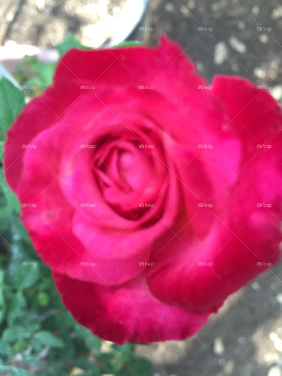 Single rose. Blooms one at a time per bush
