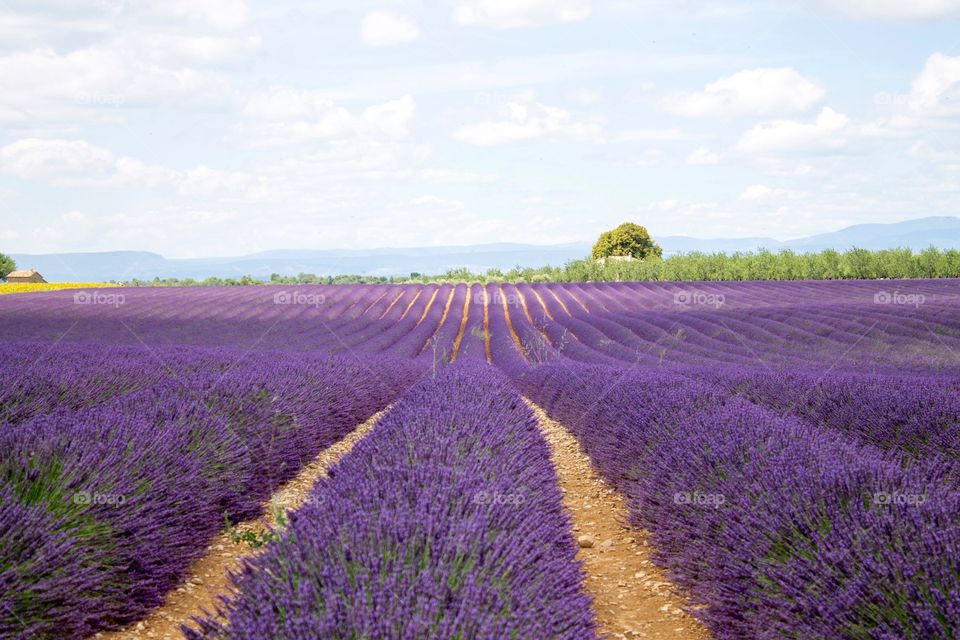 Provence field of lavander. An amazing sensation, fraganced, and an amazing country!