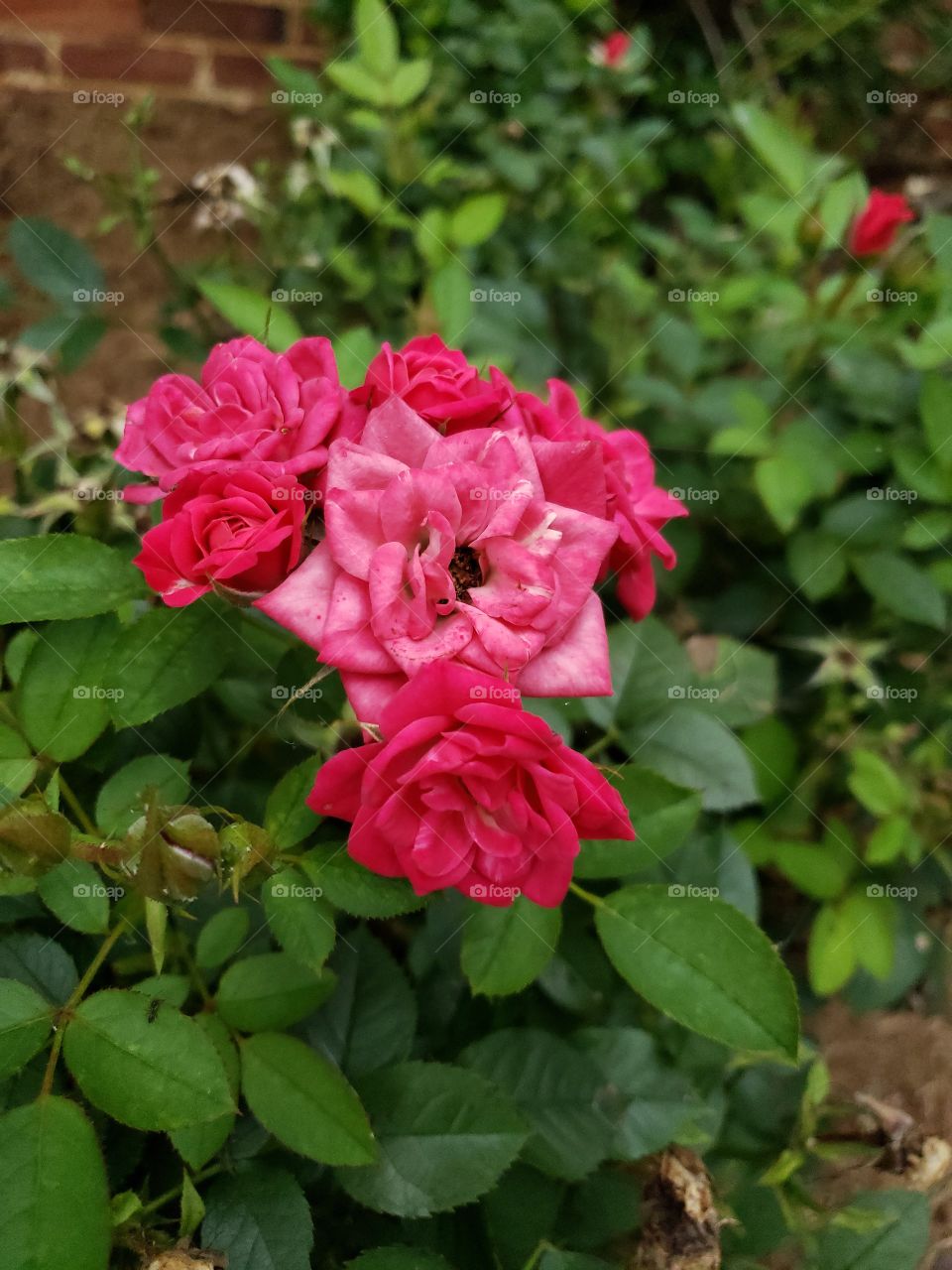 Pink Rose's in the garden.