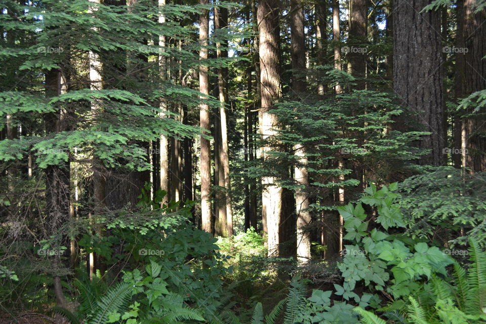 Late day Sunshine illuminating sides of evergreen trees in thick forest in Spring