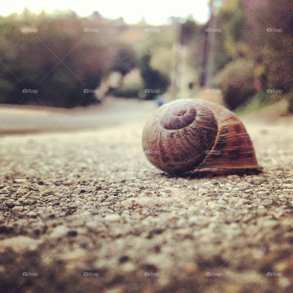 macro life nice snail by EktorRivera