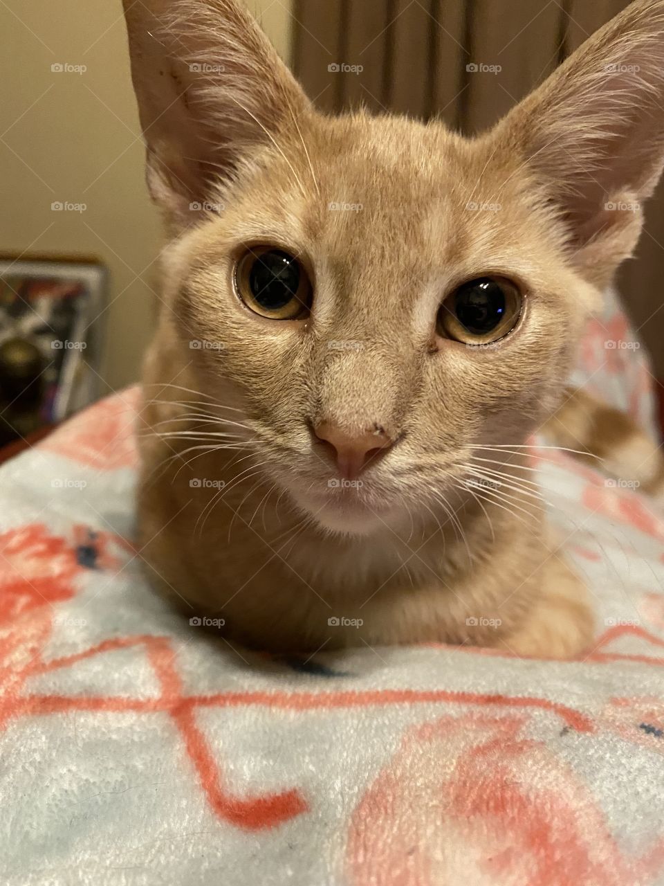 Just tell me your problems.  Cat kitten pet 