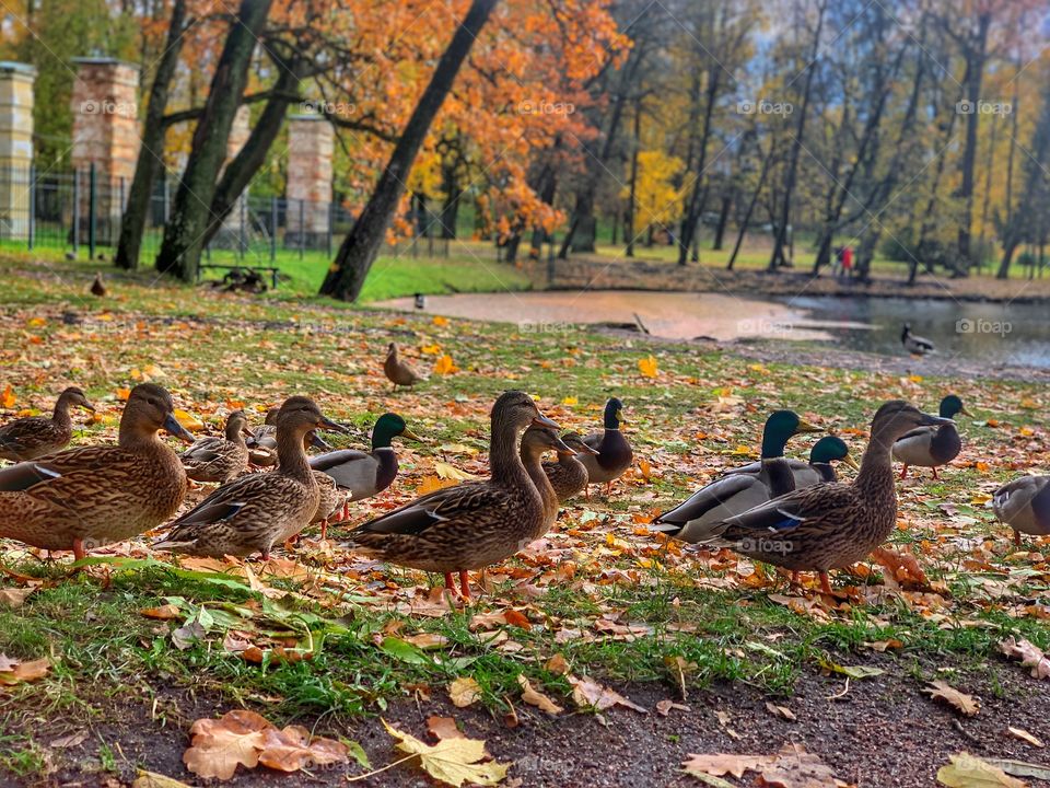 Autumn ducks 