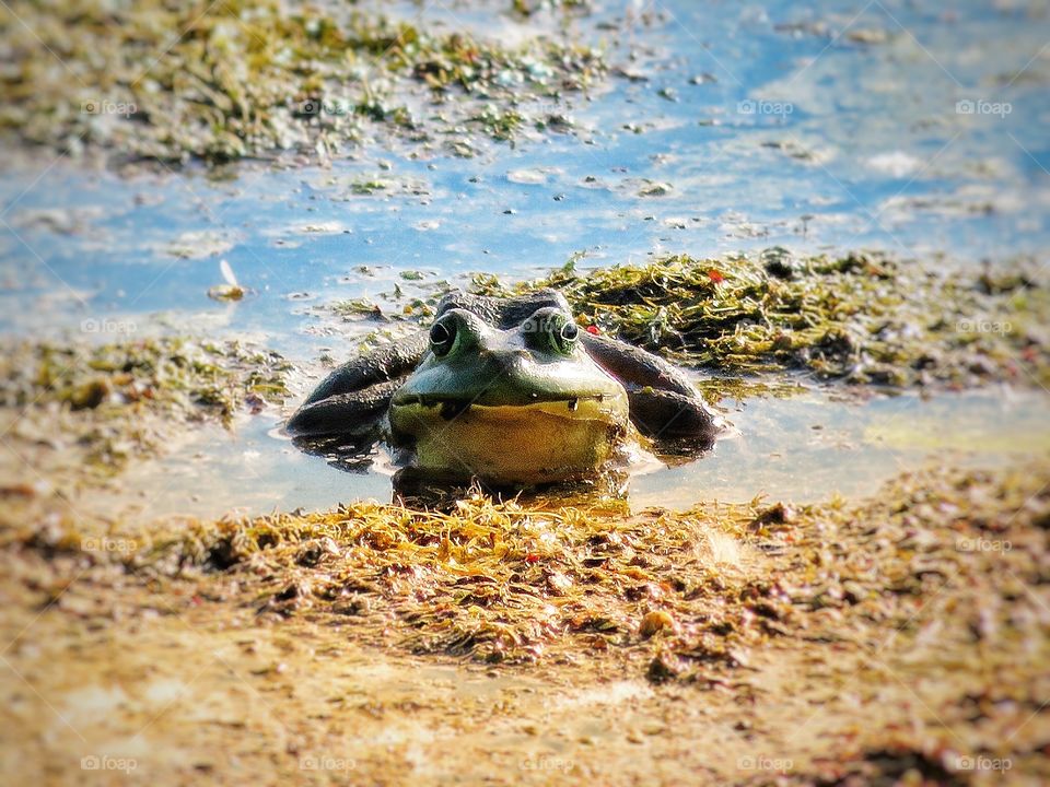 Bullfrog Boucherville Québec 