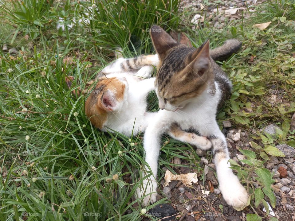 Cute kitten playing in the grass