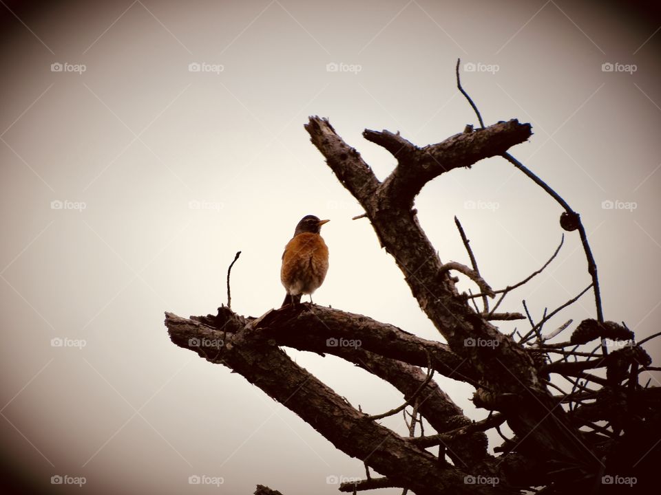 New York, Long Island, Fire Island, Nature, tree, plants, outdoors, calm, relax, shades, colors, Clouds, sky, path, view, animals, wildlife, nest, bird, 