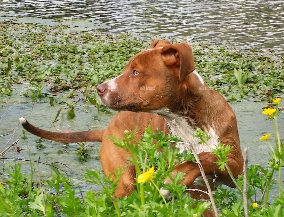 A Catahoula pit bull terrier cross standing in a pond with yellow flowers