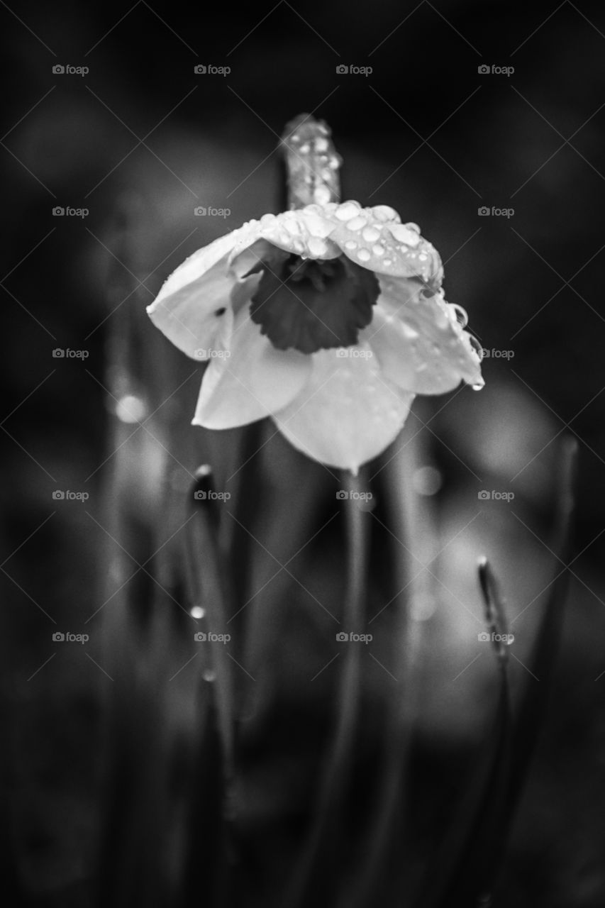 Close up view of flower