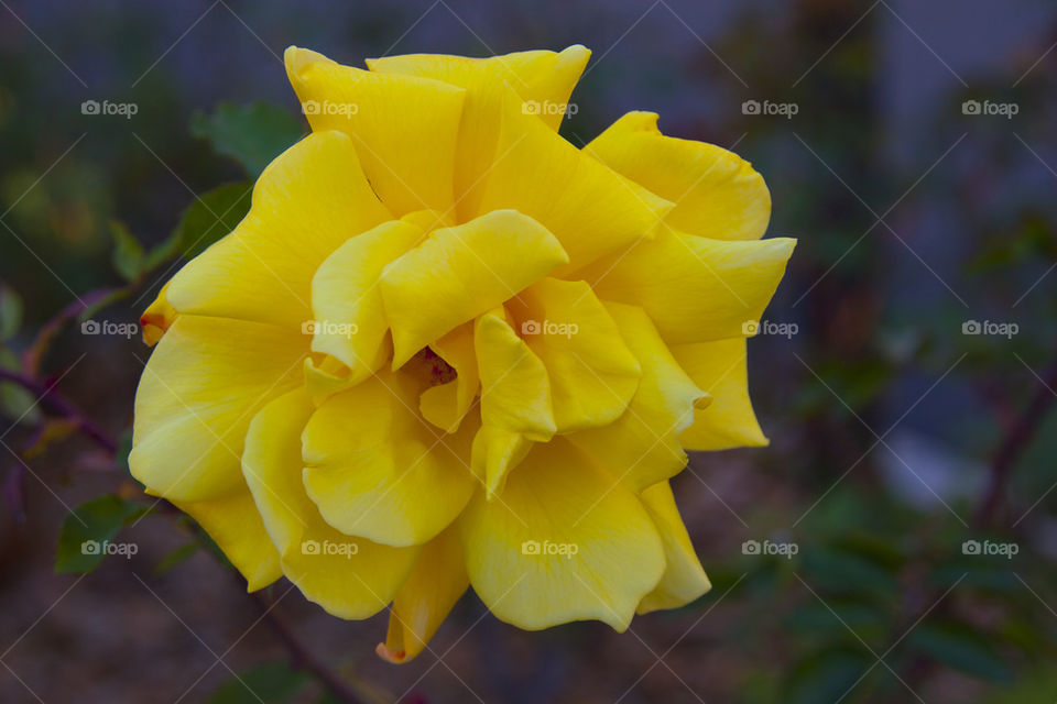 THE YELLOW ROSE AT NAPPA VALLEY CALIFORNIA USA