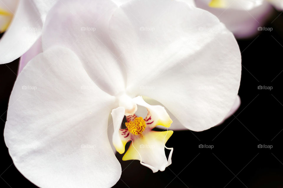 Beauty of the Orchid