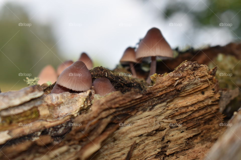 Mushrooms on a tree 