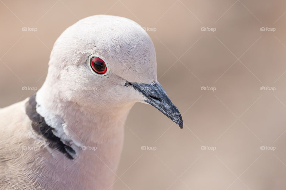 Portrait of red-eyed dove 