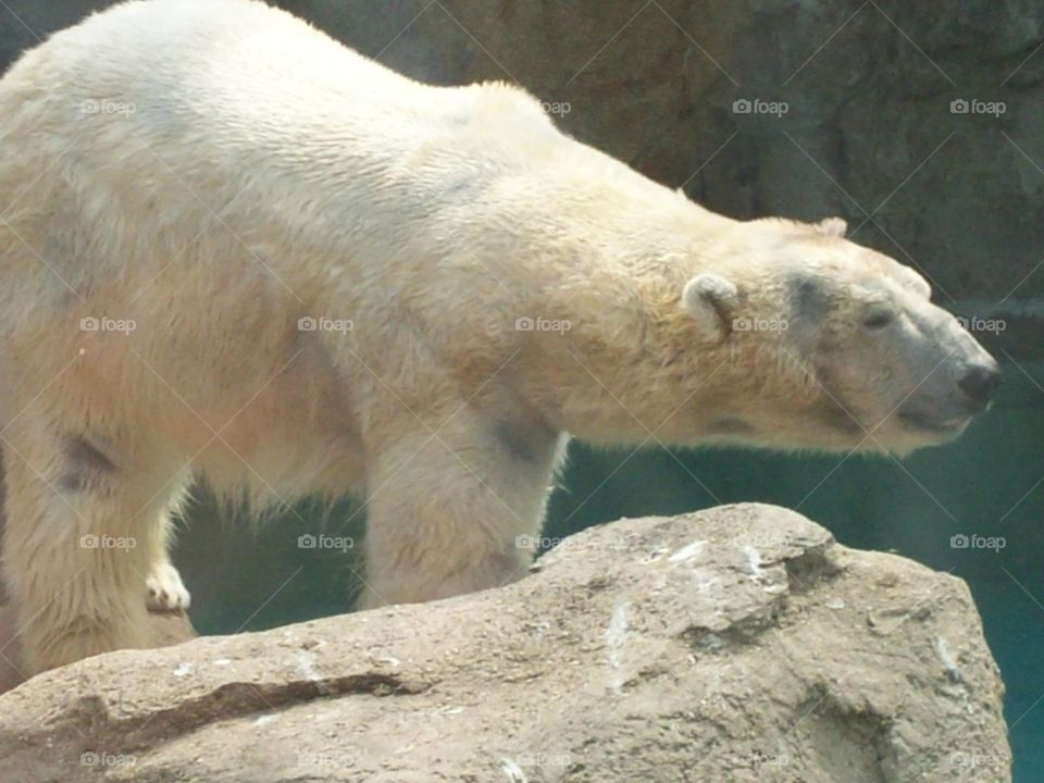 Polar bear :)