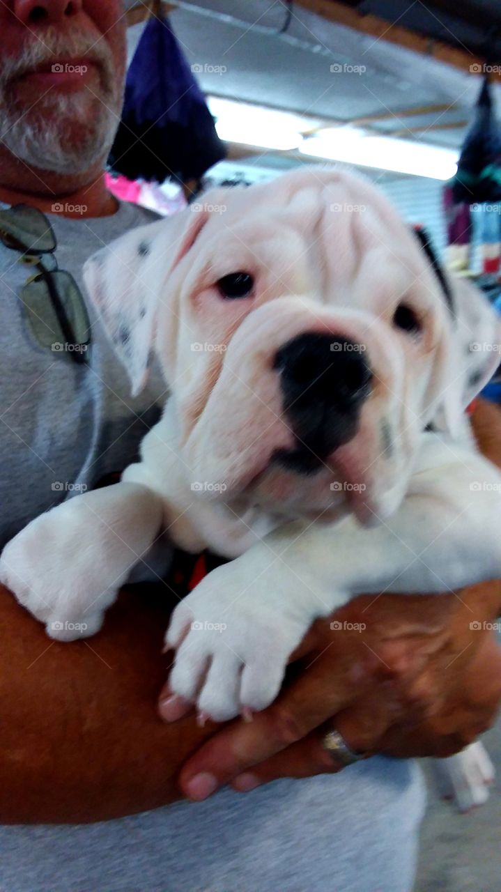 Dogs of USA b/w Bull Dog puppy