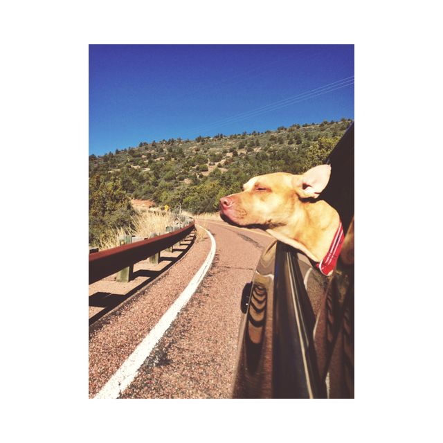 Blissful dog