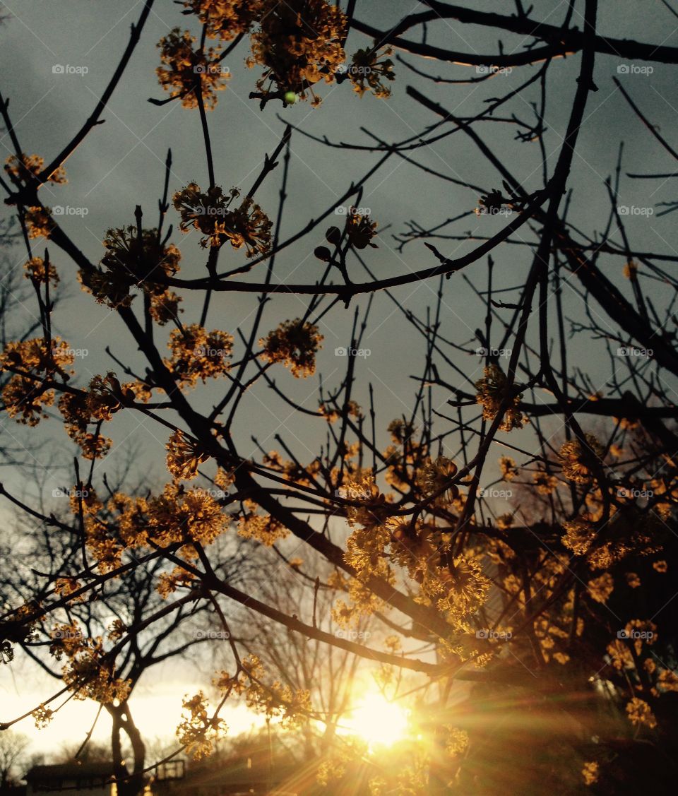 Yellow. Golden flowers on a tree with golden sun shining through