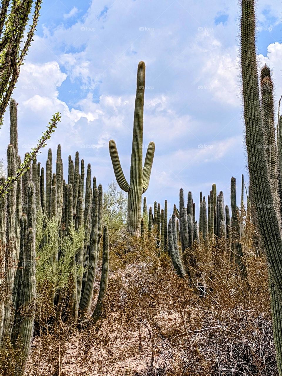 cactus