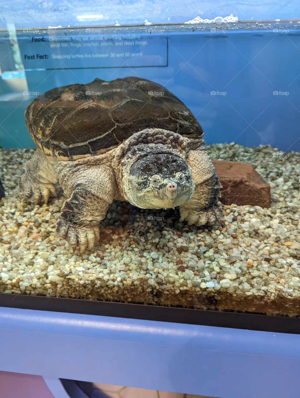 Snapping Turtle