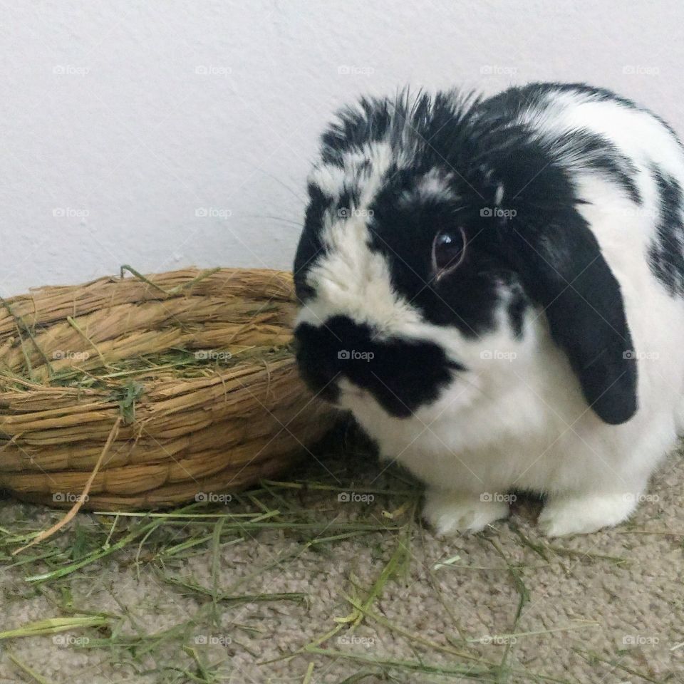 cute black and white lop eared rabbit next to basket