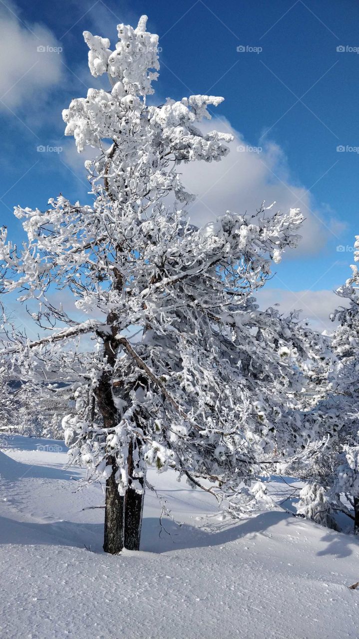 Tree covered in snow and lovely bright winter day