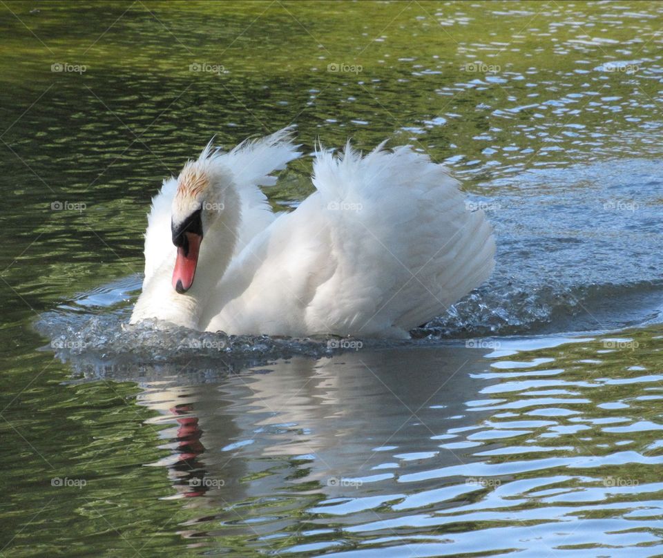 A swan swimming with reflection on water